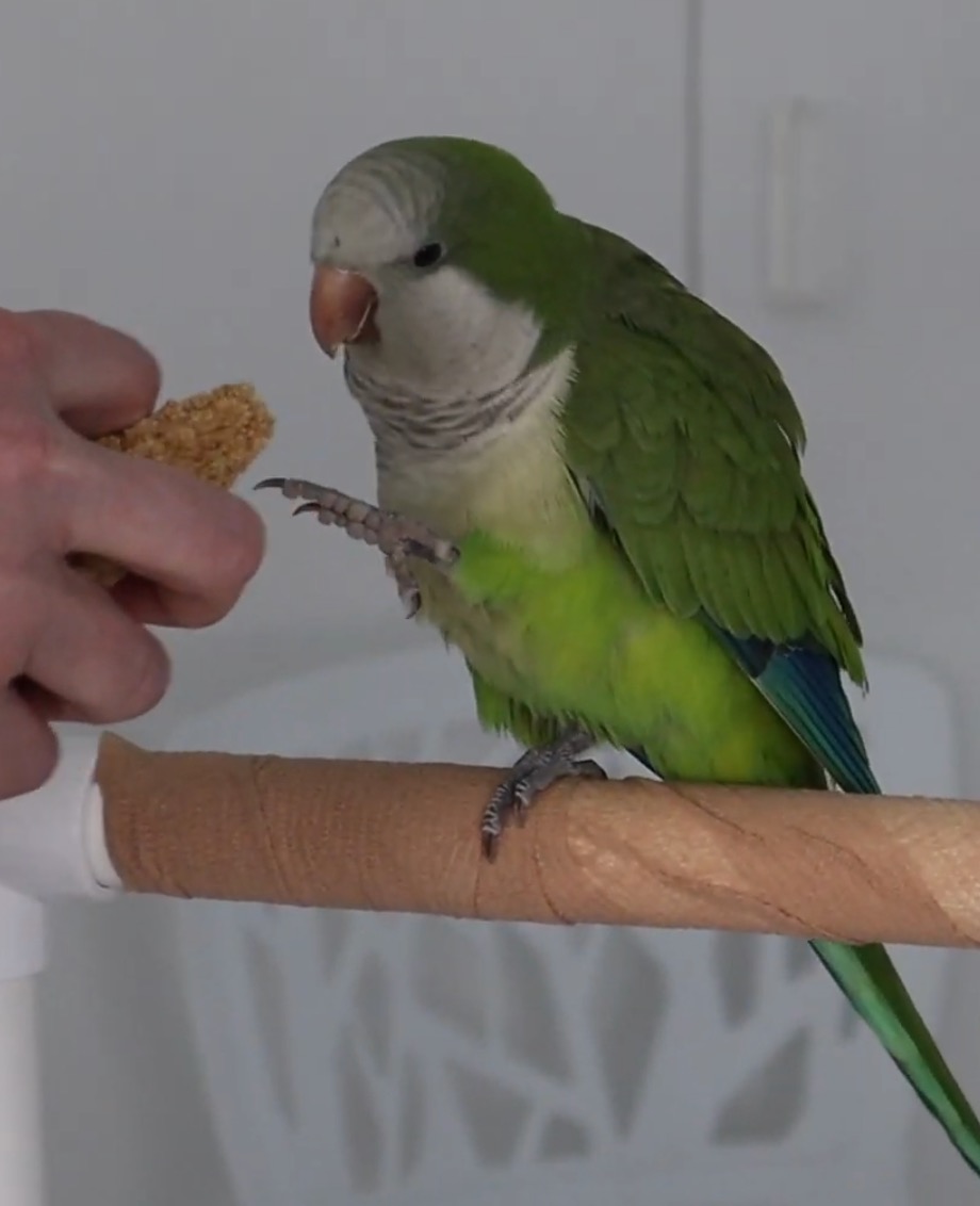 Monk Parakeet aka Quaker Parrot sitting on its perch.